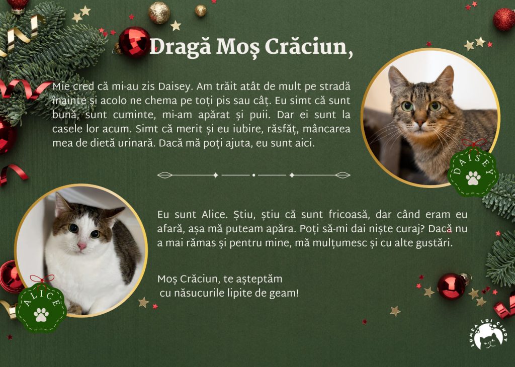 Scrisoare de la Daisy și Alice