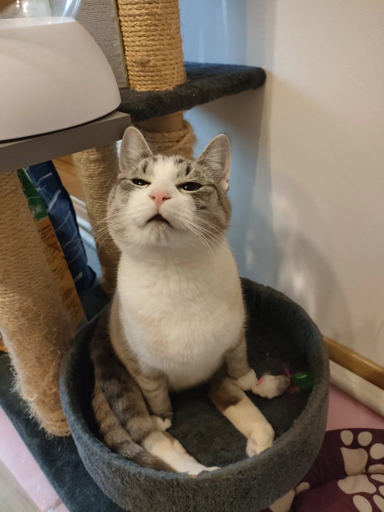 Ollie cu cadourile primite