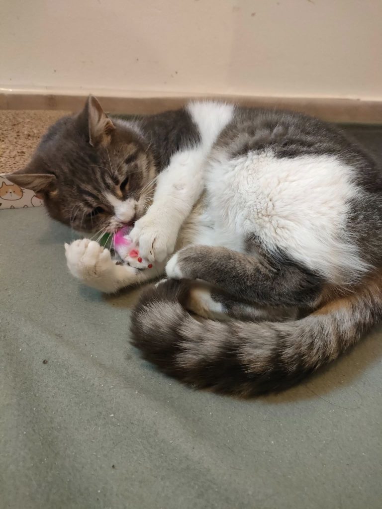 Molly jucându-se cu o jucărie primită cadou