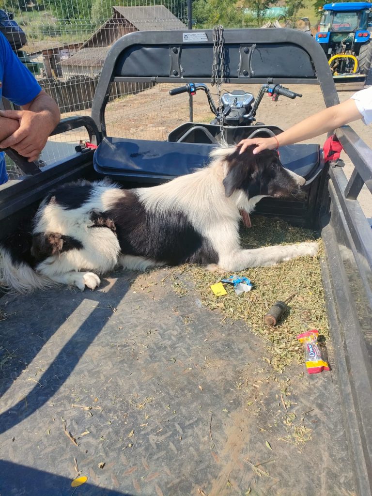 caine comunitar transporat in bena