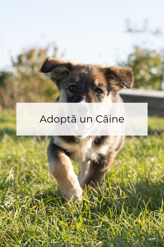 Câini pentru adopție