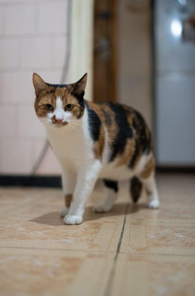 Liza se uită la poză