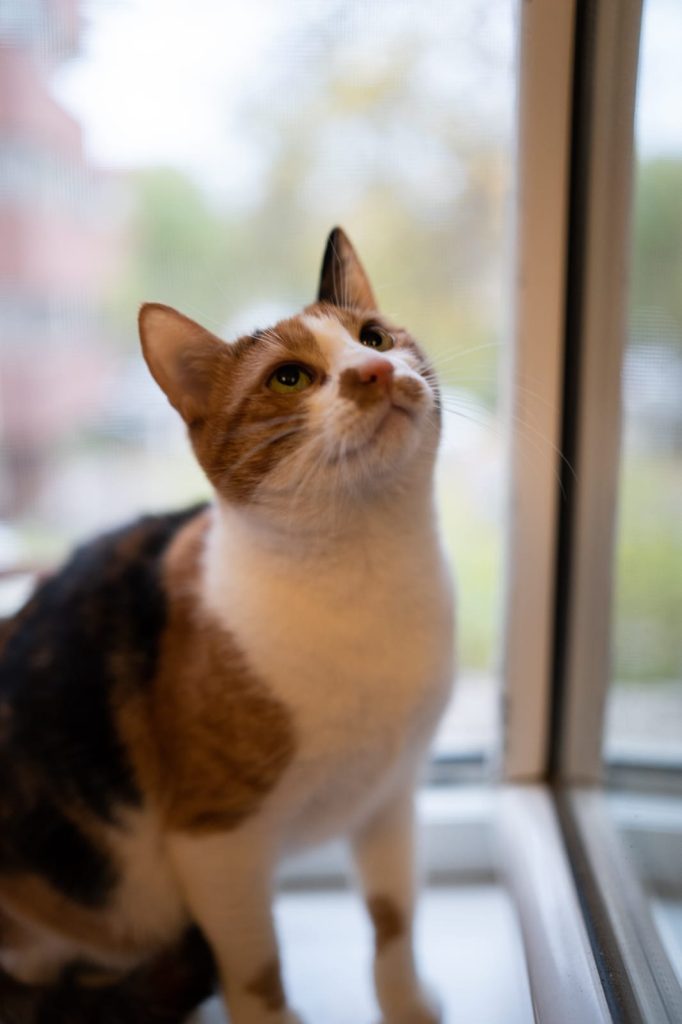 Liza pe pervaz, la fereastră