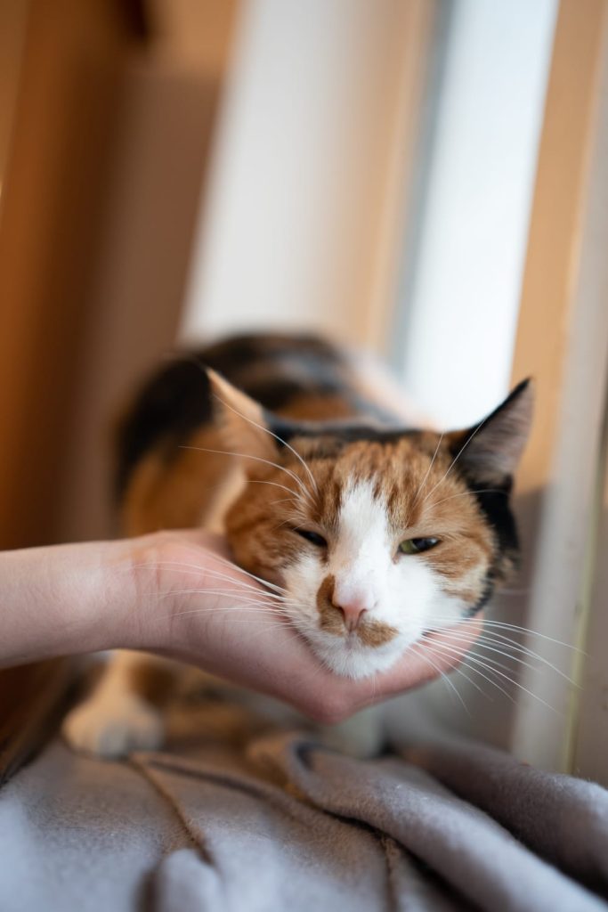 Liza pe pervaz, la fereastră, alintându-se