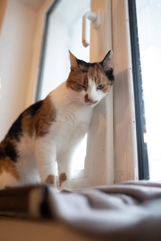 Liza pe pervaz, la fereastră