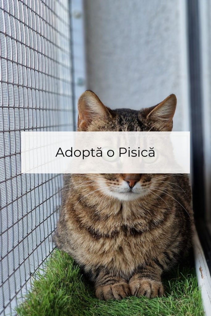 Pisici pentru adopție