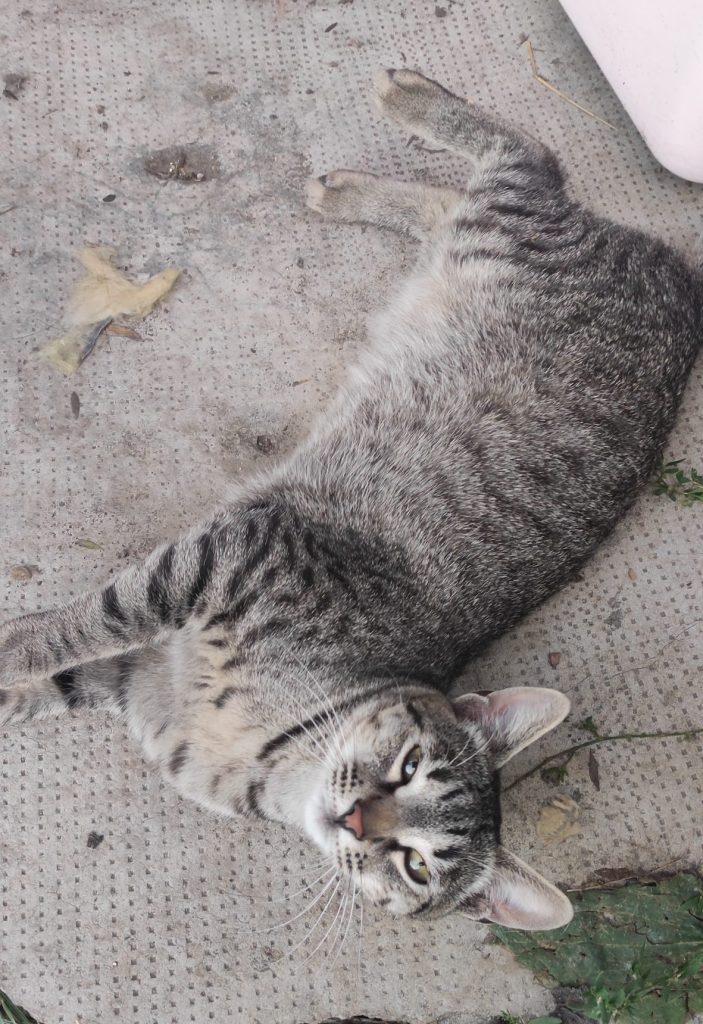 Jimmy întins pe jos, în țarc