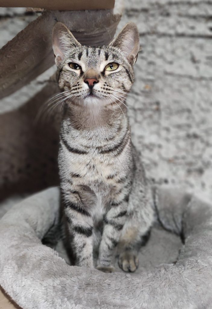 Jimmy în culcușul lui