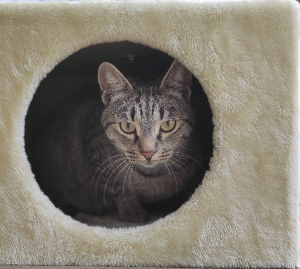 Jimmy în căsuța de pisici