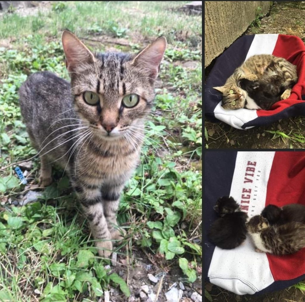 Pisicuta eroina Daisey, cu puiutii ei, cand a fost salvata