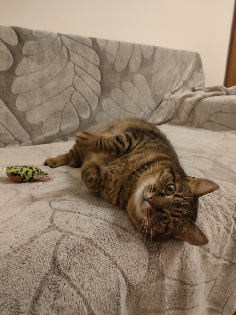 Pisicuta Daisey pe canapea