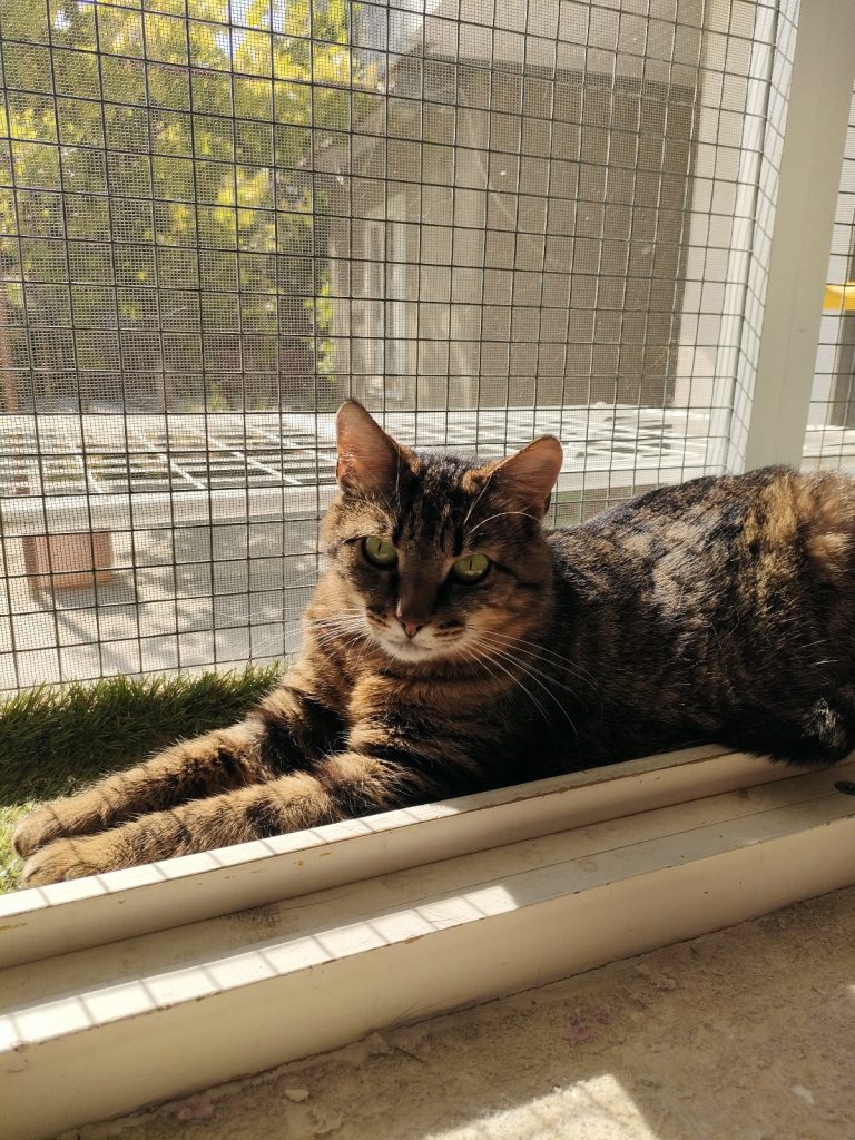 Pisicuta Daisey pe pervaz