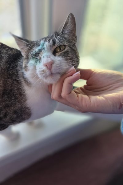 Adoptie Gina, Iasi & Cluj-Napoca