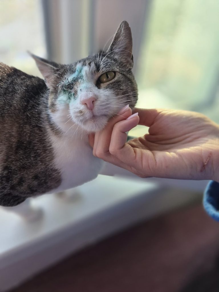 Adoptie Gina, Iasi & Cluj-Napoca