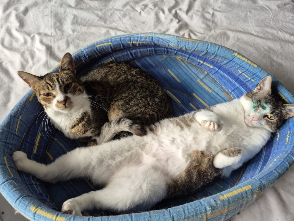 Pisica Gina impreuna cu o pisica