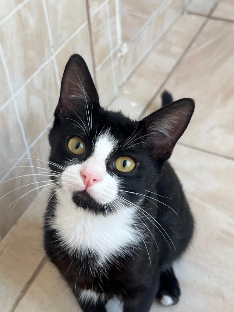 Motanelul Tim, negru cu alb