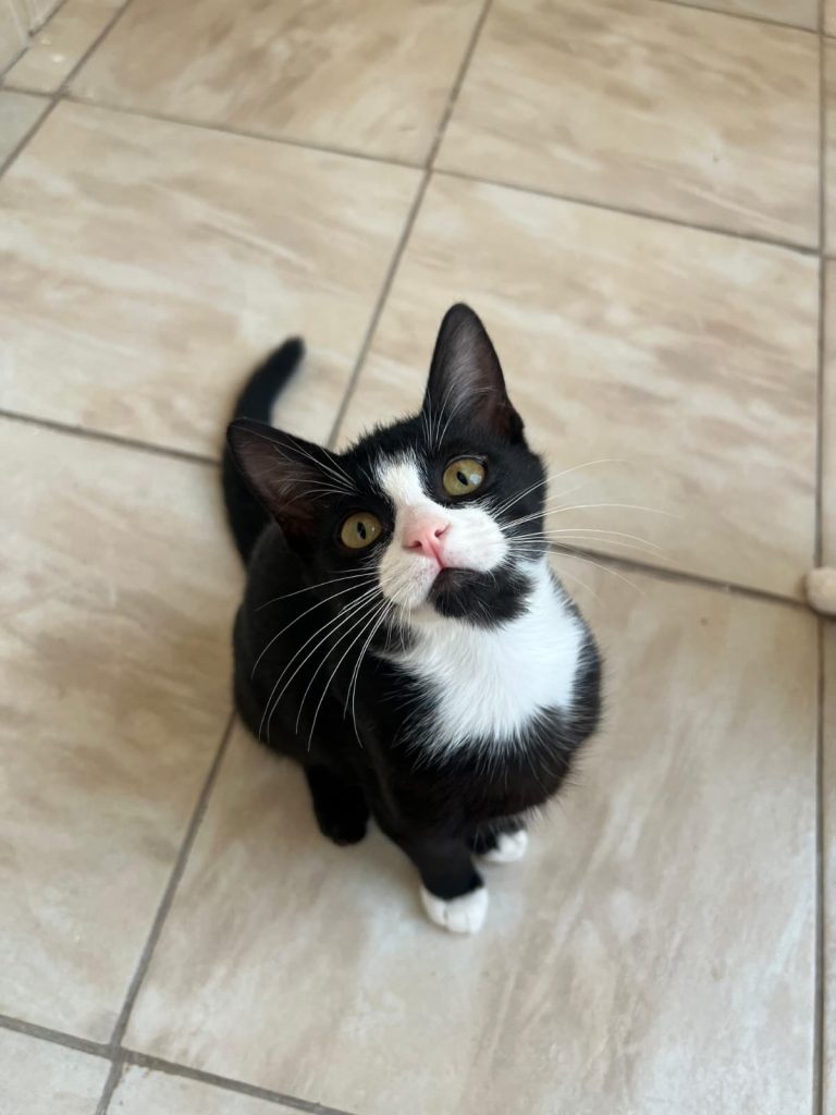 Adorabilul motanel Tim