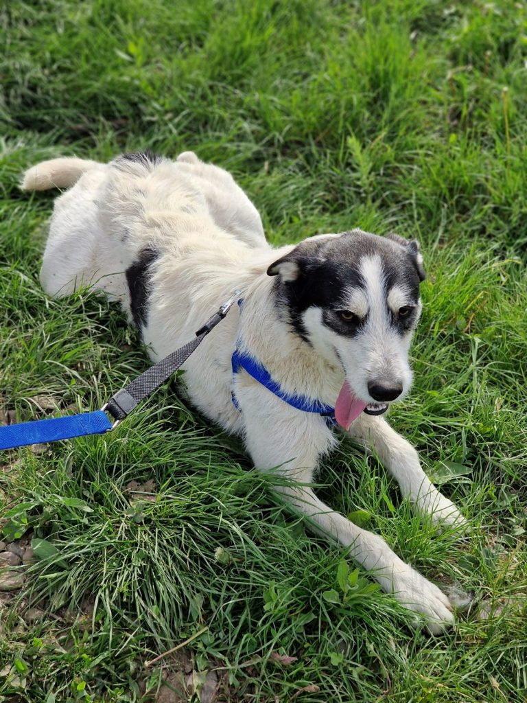 Willy întins în iarbă