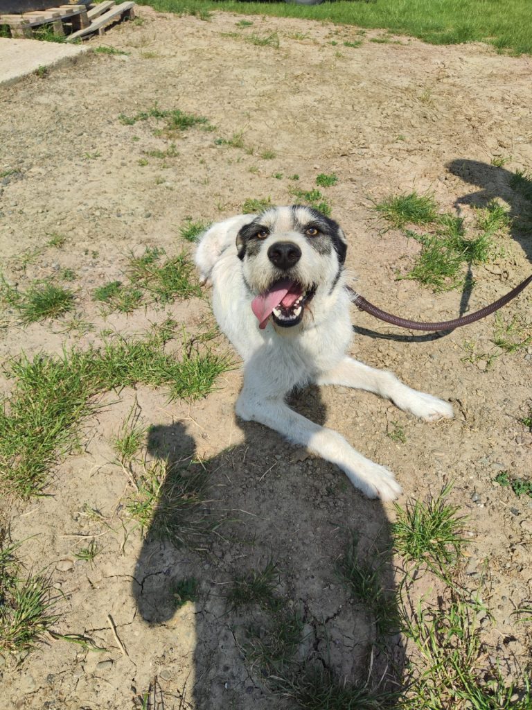 Willy sta fericit la poze, cu limbuta afara