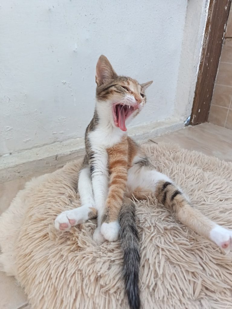 Pisicuta Zita comica, cascand