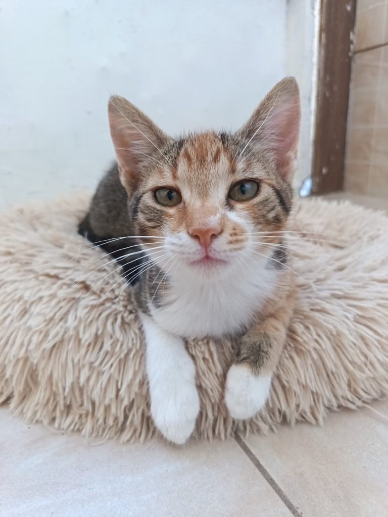 Pisicuta Zita in culcusul ei