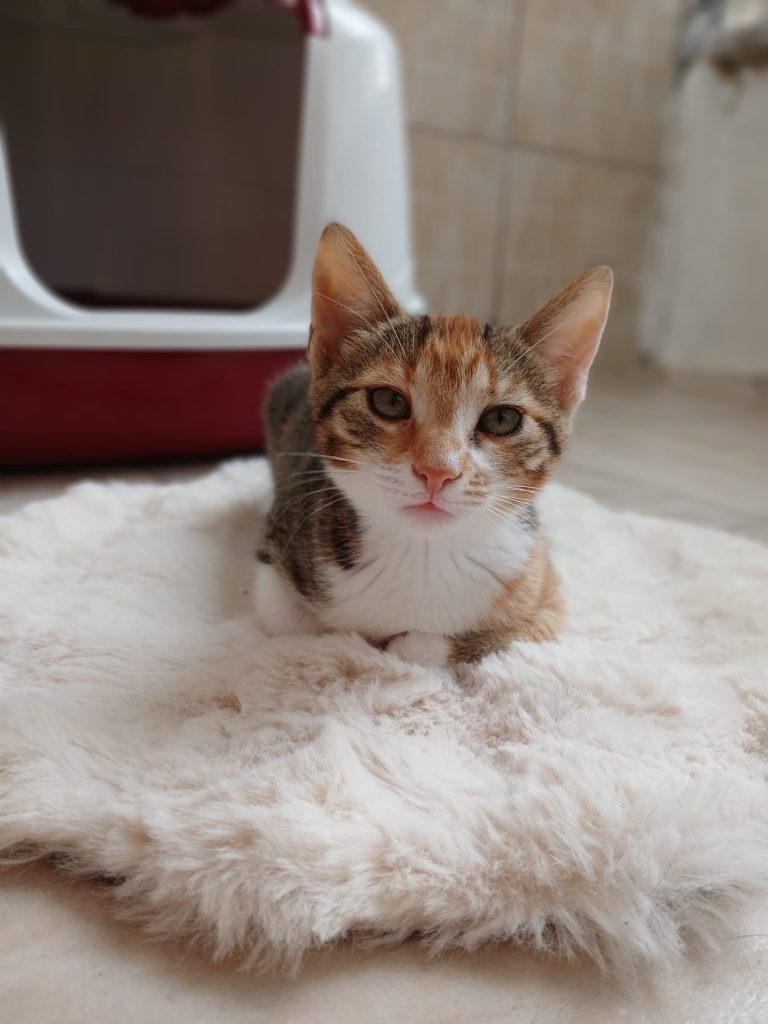 Pisicuta Zita in culcusul ei