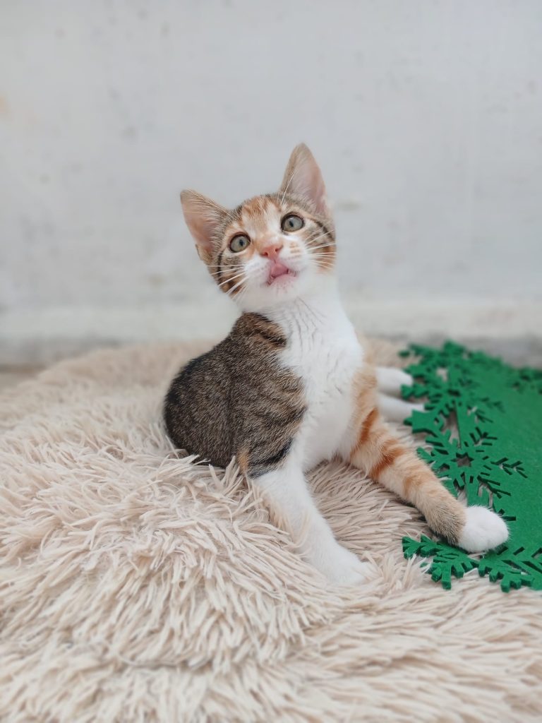 Pisicuta Zita cand era mai micuta