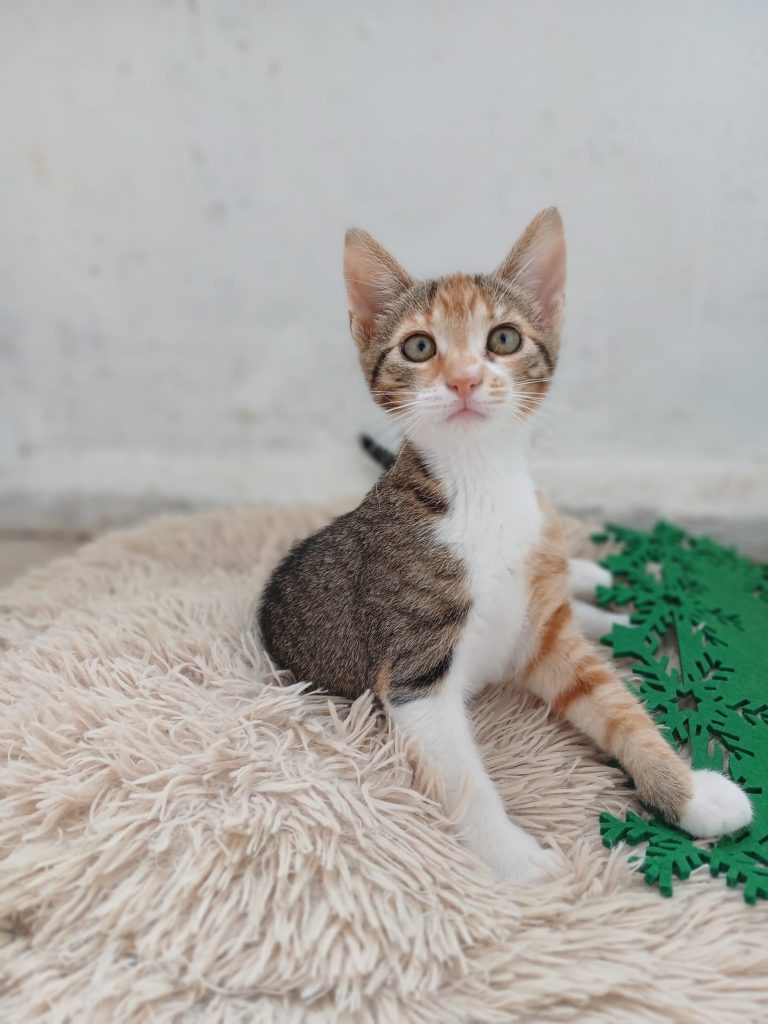 Micuta Zita stand la poza