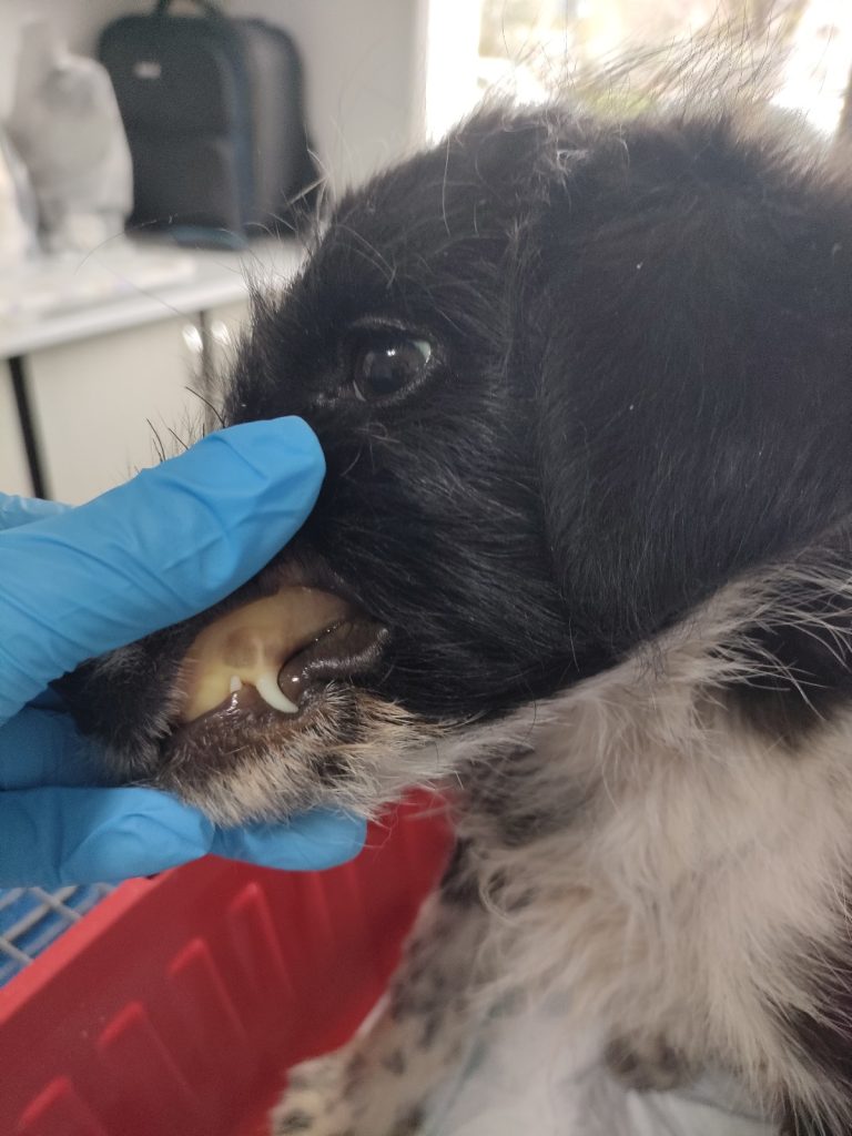 Zorro la cabinet, cu gingiile albe din cauza babesiozei