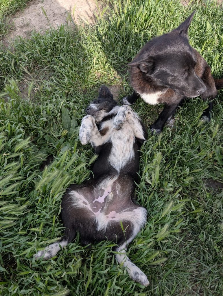 Zorro cu burtica sus