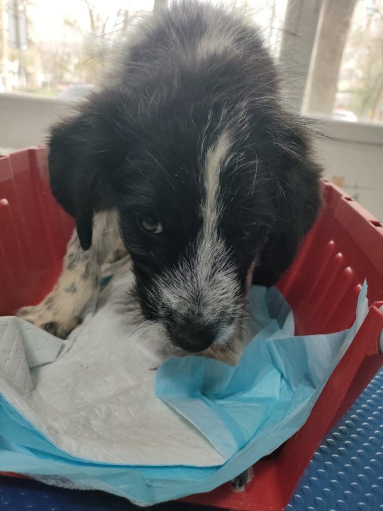 Zorro la cabinet, cu babesioza