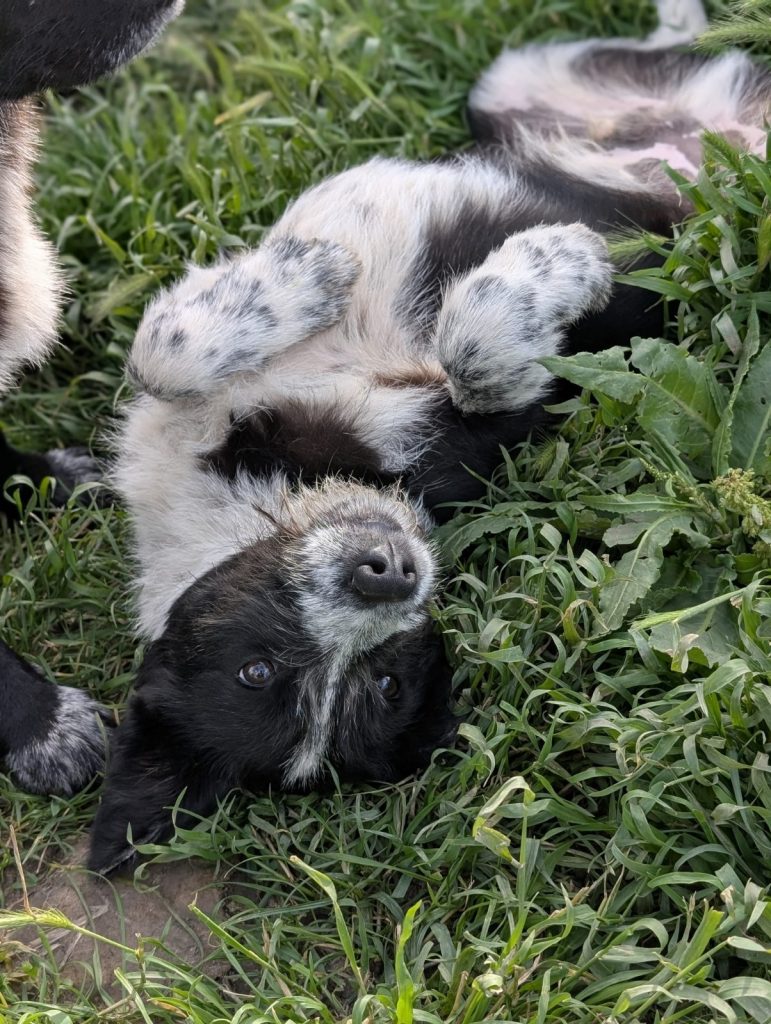 Zorro alintandu-se in iarba