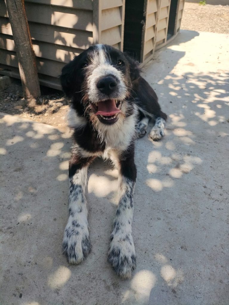 Zorro in tarcul nostru