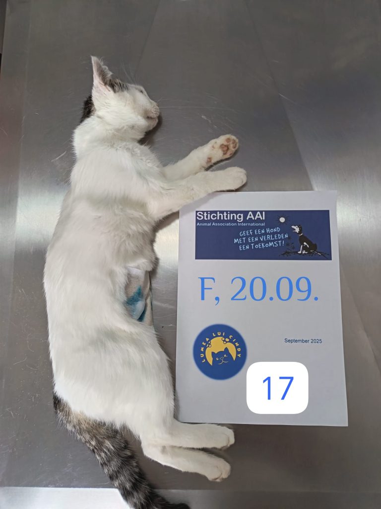 Pisica sterilizata pe masa de operatie