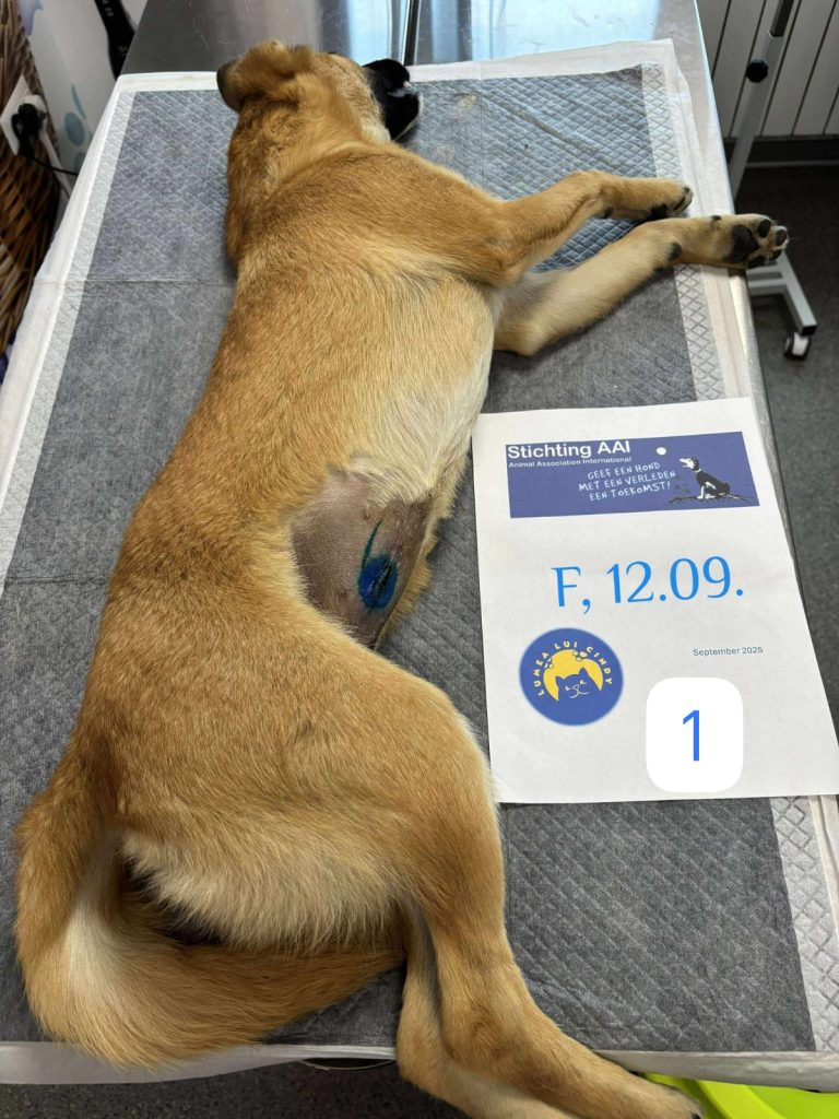 Catelusa sterilizata pe masa de operatie