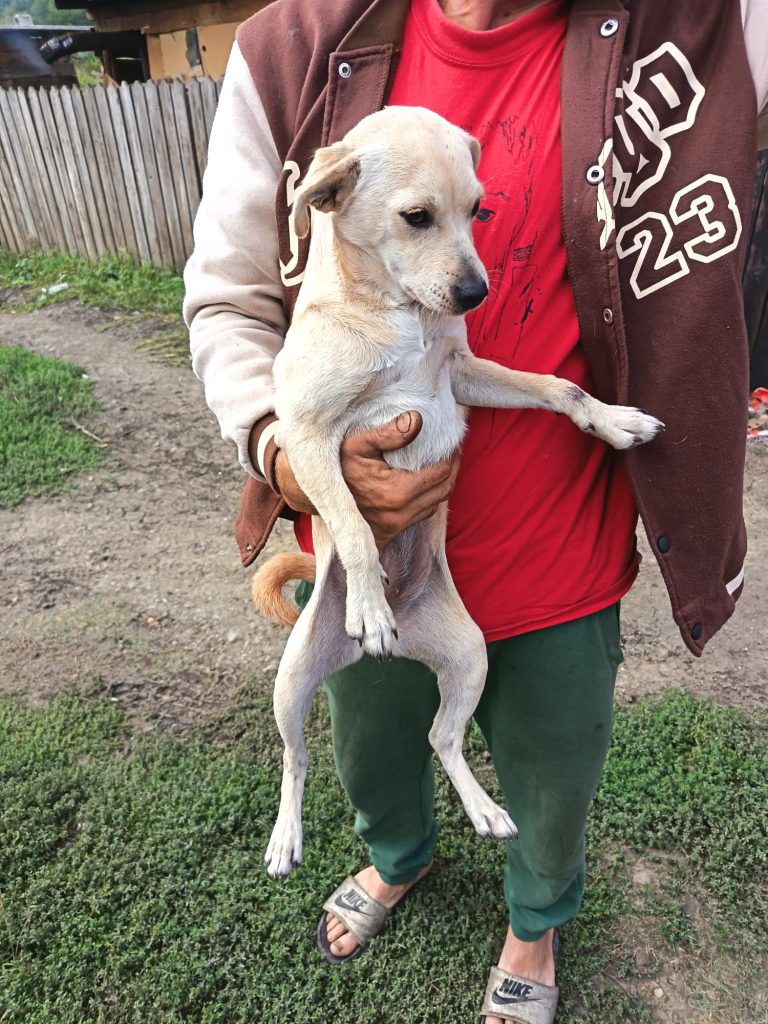 Pe teren, catelusa preluata pentru sterilizare