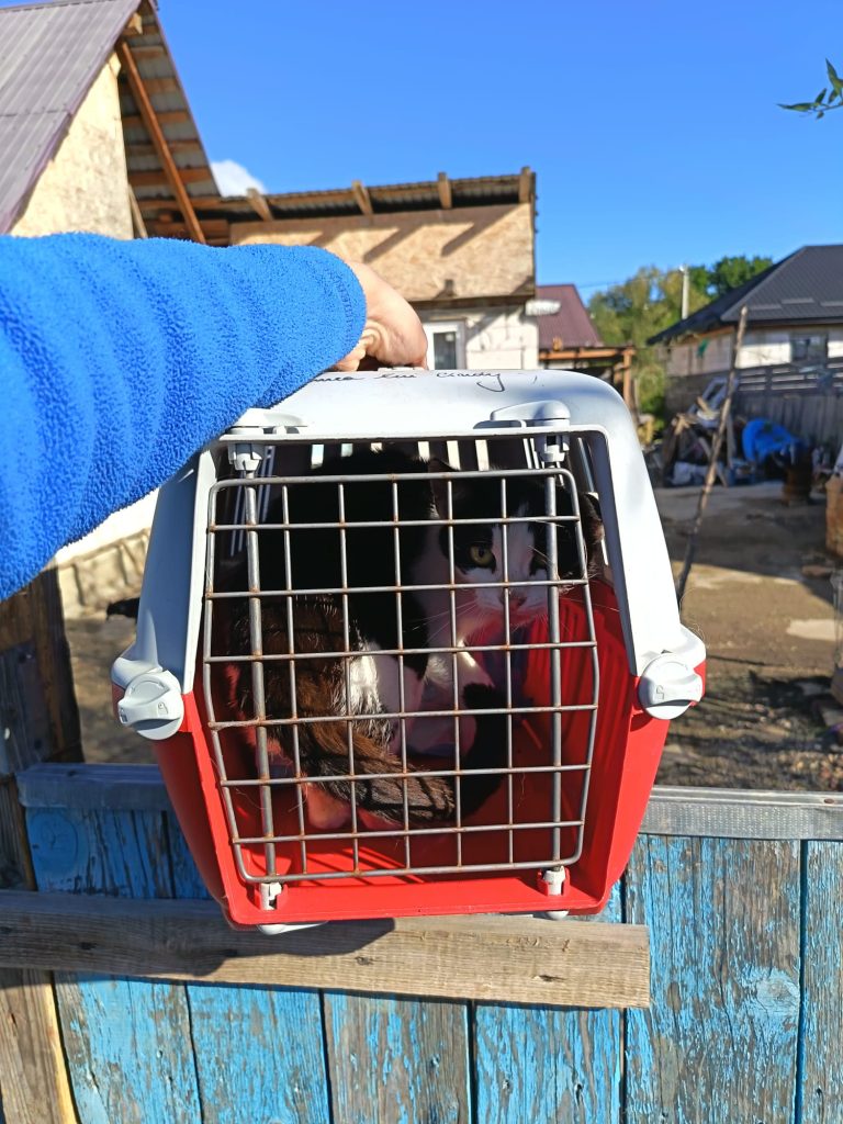 Pe teren, pisica in cusca pentru sterilizare