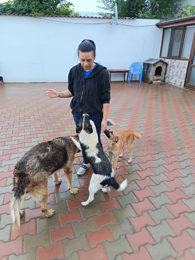 Voluntara noastra Raluca pe teren cu 3 caini