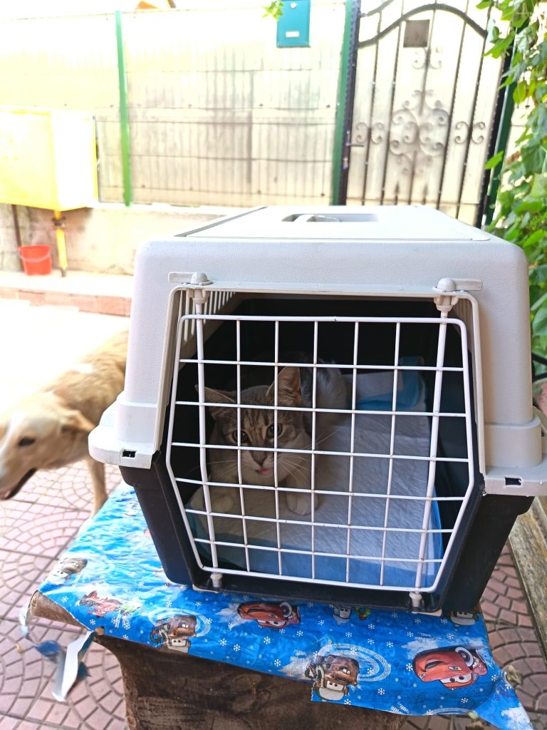 Pe teren, pisica in cusca pentru sterilizare