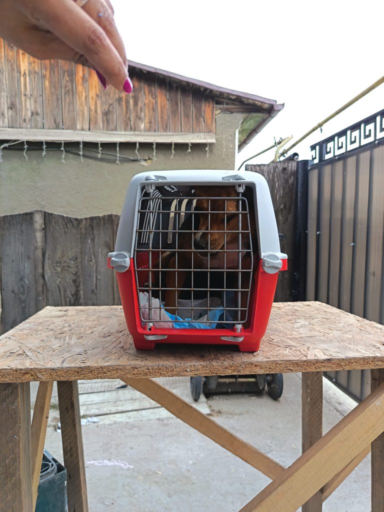 Pe teren, pisica in cusca pentru sterilizare