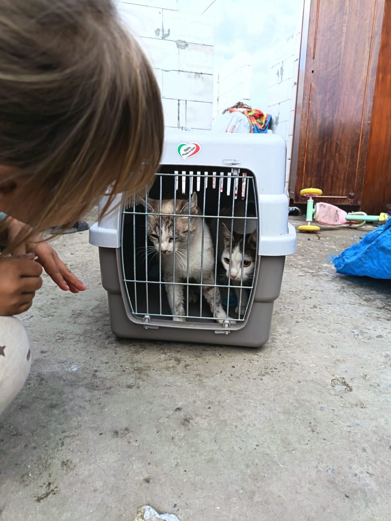 Pe teren, pisici in cusca pentru sterilizare