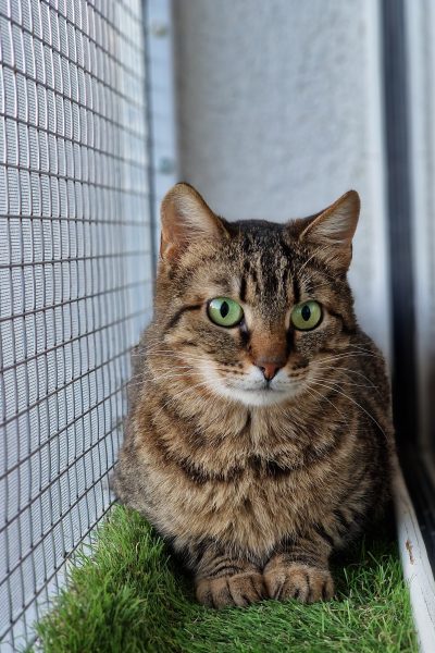 Adoptie Daisey, Iasi