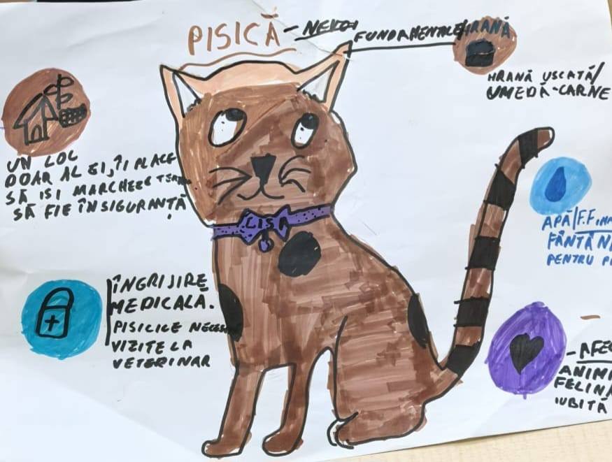 Desenele copiilor de la ora de Educatie pentru oameni despre animale - Nevoile fundamentale ale pisicilor