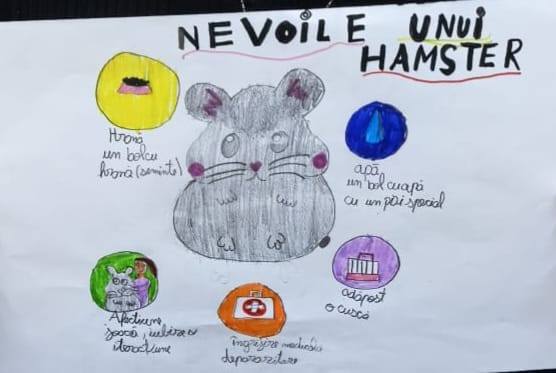 Desenele copiilor de la ora de Educatie pentru oameni despre animale - Nevoile unui hamster