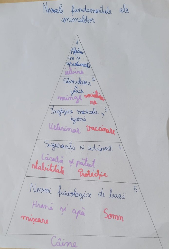 Desenele copiilor de la ora de Educatie pentru oameni despre animale - Piramida nevoilor fundamentale ale animalelor