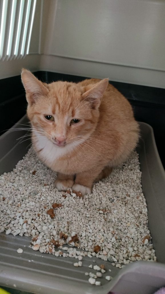 Gini cand a fost preluat