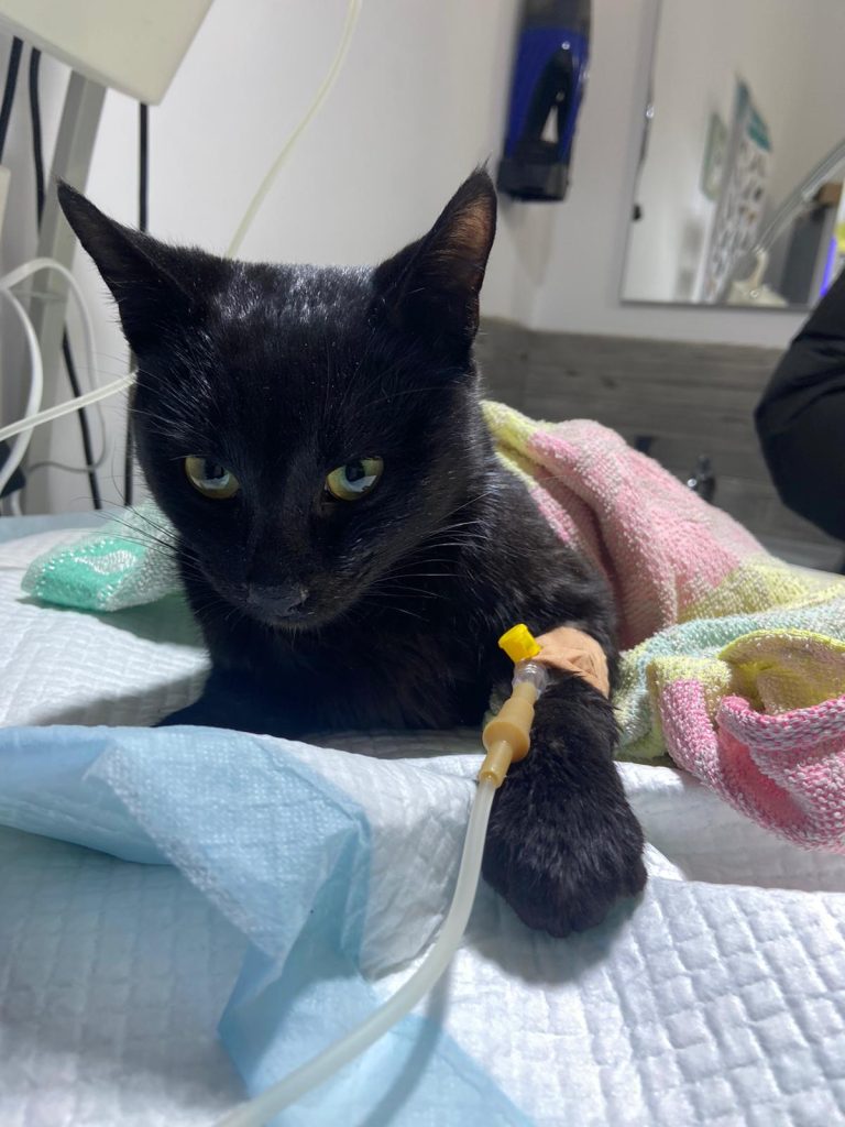 Lars cand a fost preluat