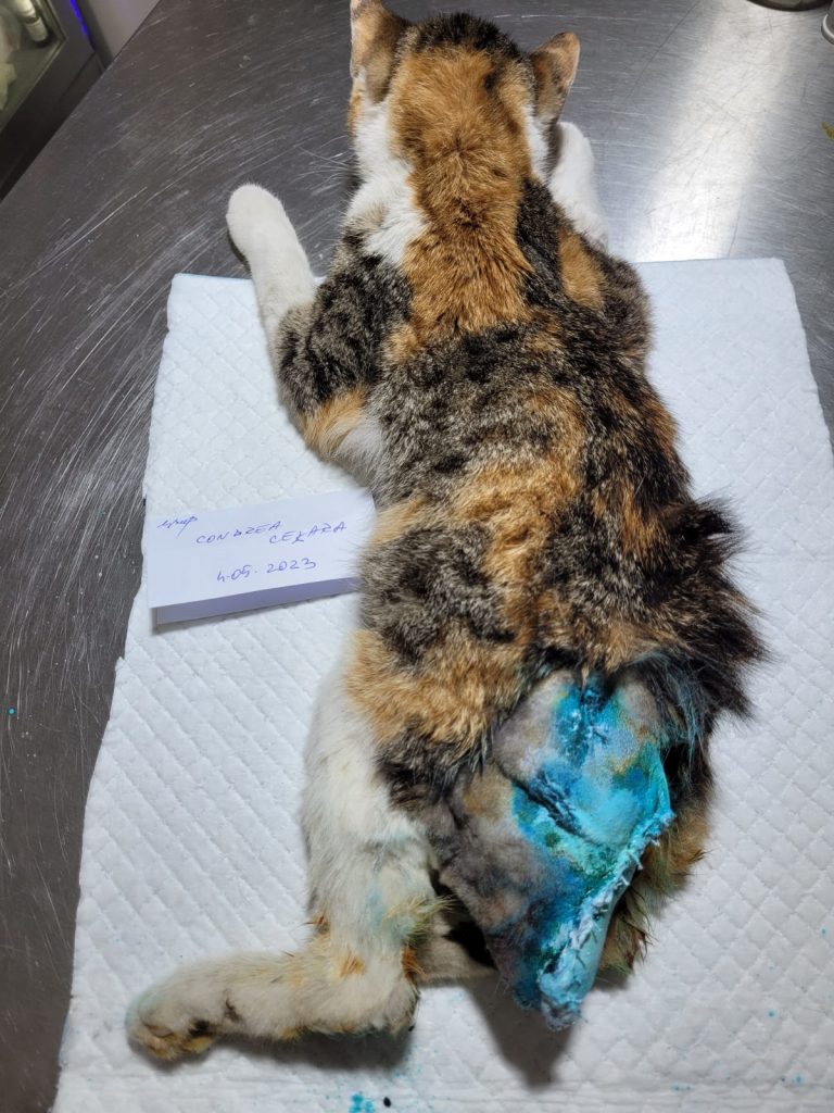 Lila operata la codita