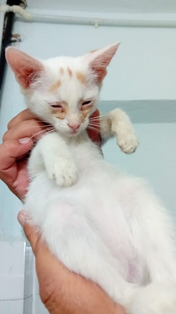 Luna cand a fost preluata