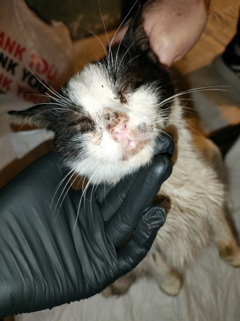 Mao cand a fost preluat